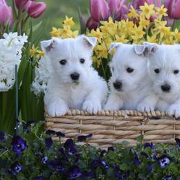 West Highland White Terriers from Berkshire Highlanders