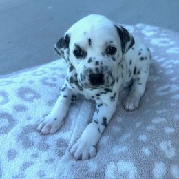 Dalmatian Puppies from Cowart’s Dalmatians