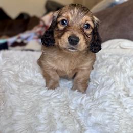 Mike - Red male Dachshund puppy in Hornbeck, Louisiana from A&Z Mini Dachshunds