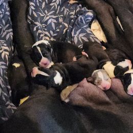 Mantle female 2 - Mantle female Great Dane puppy in Gig Harbor, Washington from Lakaya Danes