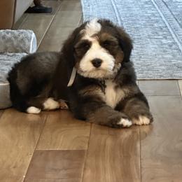 Bernedoodle and Cavapoo Puppies from Main Street Bernedoodles