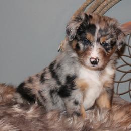 Australian Shepherd Puppies from Frantzick Farm Aussies