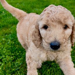 Goldendoodle Puppies from Copper Doodle Tails