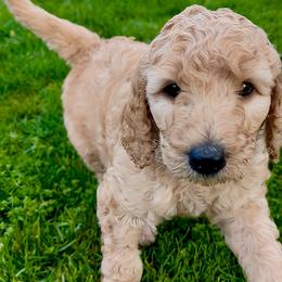 Goldendoodle Puppies from Copper Doodle Tails