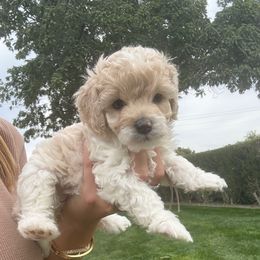 Scottie - Buff and white female Cockapoo puppy in Yuba City, California from The Doodle Barn