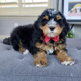Spider-Man - Tri-color male Bernedoodle puppy in Murray, Utah from Sun Valley Doodles