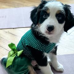 Oats - female Australian Mountain Doodle puppy in Melrose, New York from Rosewood Pine Doodles