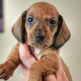Blueprint K2 Litter - Red male Dachshund puppy in Mountain Grove, Missouri from Blueprint K9 Dachshunds- www.BlueprintK9.com