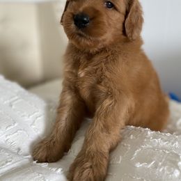 Goldendoodle Puppies from Whidbey Goldendoodles