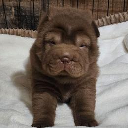 Harmony - Brown female Chinese Shar-Pei puppy in Minden, Louisiana from Zoey's Waggly Tails