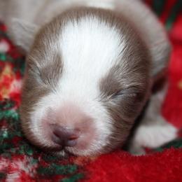 Candy - Dilute red female Australian Shepherd puppy in Ingram, Texas from Rocky Mountain Aussies