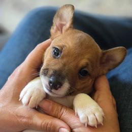 Daisy - Red white and sable female Rat Terrier puppy in Webb City, Missouri from Rocking 4C