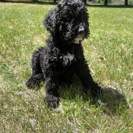 Black Girl - Bernedoodle puppy in Wexford County, Michigan from Blissful Bernedoodles