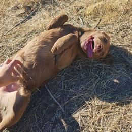 Owl - Brown female Chesapeake Bay Retriever puppy in Soap Lake, Washington from Desert Oasis Kennels