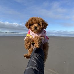 Cavapoo, Cockapoo, and Poodle Puppies from Heavenly Puppies to Love