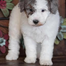 Blue Merle Parti - Blue merle female Aussiedoodle puppy in Lawton, Oklahoma from Lindsey’s Aussies