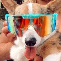 Cardigan Welsh Corgis from Roman Gambelin Corgi Pups