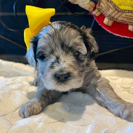 Joy - Blue merle female Aussiedoodle puppy in Midlothian, Texas from Gray Doodles