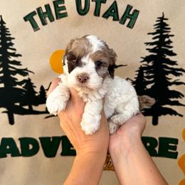 Scout - Brown white and tan male Cockapoo puppy in Bountiful, Utah from EasyBreezyDoodles