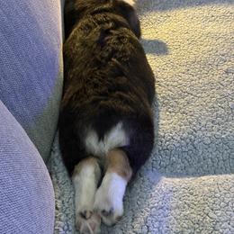 Pembroke Welsh Corgi Puppies from Double C Corgi's