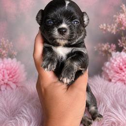 Slushy - Black and tan female Chihuahua puppy in Parkland, Washington from Cascades Cuties