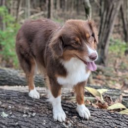Arrow - Australian Shepherd