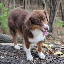 Arrow - Australian Shepherd