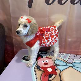 Princess ( SARAI ) - Parti female Poodle puppy in Mobile, Alabama from Semmy’s Standard Poodle LLC