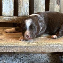 RTM - Red tri-color male Australian Shepherd puppy in Lexington, Nebraska from Osborne's Aussies
