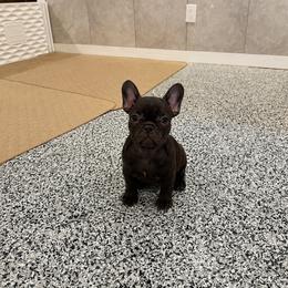 KAT - Liver female French Bulldog puppy in Campbell Hall, New York from Charlie’s Frenchies