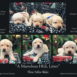 Cpt. America - Blue Collar, Yellow Male - 3,500 - Yellow male Labrador Retriever puppy in Eaton Rapids, Michigan from Higher Ground Labradors