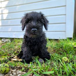 Miniature Schnauzer Puppies from Du Lac Miniature Schnauzers