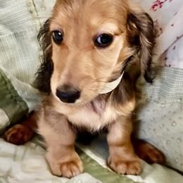 Pido - Cream male Dachshund puppy in Clearwater, Florida from MacLEdaux