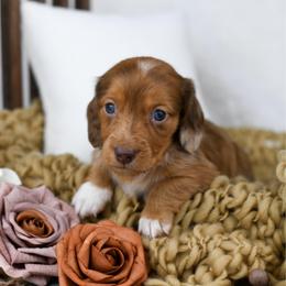 Hashbrown - Dapple female Dachshund puppy in Fredonia, Arizona from Kaibab Dachshunds