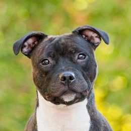 Hodari - Staffordshire Bull Terrier