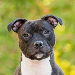 Hodari - Staffordshire Bull Terrier