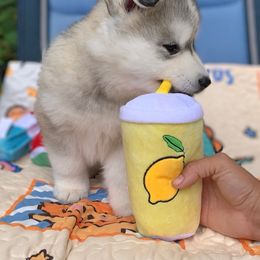 Siberian Husky Puppies from Canace Siberians