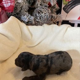Blue - Merle male Goldendoodle puppy in Hackleburg, Alabama from The Doodle Patch