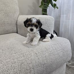 Diamond - Black tan and white female Biewer Terrier puppy in Annapolis, Maryland from Nala & Co. Biewer Terriers