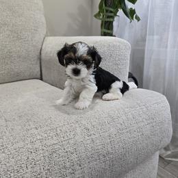 Diamond - Black tan and white female Biewer Terrier puppy in Annapolis, Maryland from Nala & Co. Biewer Terriers