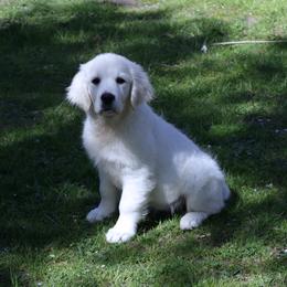 Aurora is in our program and  looking for a Guardian-Foster Home -Must live in Maryland- NO exceptions - Light golden female Golden Retriever puppy in Pasadena, Maryland from Promise Land