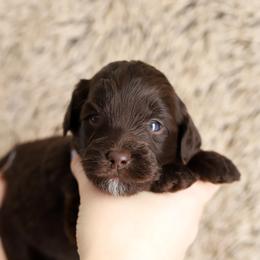 Purple - Chocolate female Australian Labradoodle puppy in Williamstown, New York from Lewis Manor Labradoodles