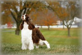 Adult liver and white Springer standing in the grass