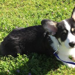 Pembroke Welsh Corgi All Grown Up from Brnayr Pembroke Welsh Corgis