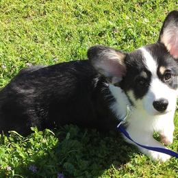 Pembroke Welsh Corgi All Grown Up from Brnayr Pembroke Welsh Corgis