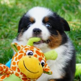 Girl 1 - Black tri female Miniature Australian Shepherd puppy in Lawton, Oklahoma from Lindsey’s Aussies