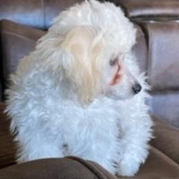 Aussiedoodles, Miniature Australian Shepherds, Poodles, and Toy Australian Shepherds from Paws of Color