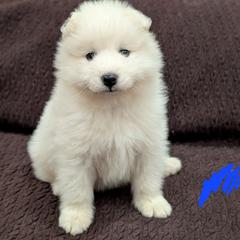 AKC Boy 'Coconut' - White male Samoyed puppy in Tombstone, Arizona from High Lonesome