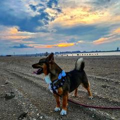 Daisy - Swedish Vallhund
