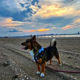 Daisy - Swedish Vallhund